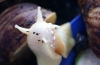 Achatina reticulata: грижа за црноглав полжав