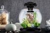 Преглед на aquarium tetra duo waterfall globe