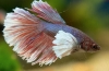 Аквариумска риба петел (betta splendens)