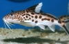 Аквариумска риба со сом synodontis