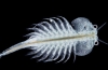 Artemia salina (artemia salina), неговите карактеристики и примена