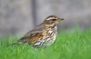 Белобровик (лат. Turdus iliacus)