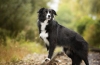 Border collie: најпаметните кучиња