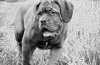 Dogue de bordeaux