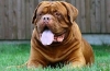 Dogue de bordeaux. Карактеристики на расата и почитување на стандардите