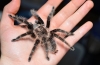 Brachypelma albopilosum: одржување на brachipelma spider albopilosum