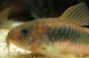 Бронзен коридор (corydoras aeneus)