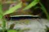 Црн неон (hyphessobrycon herbertaxelrodi)