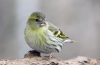 Сискин (лат. Carduelis spinus)