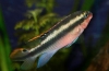 Циклиди од папагали (pelvicachromis pulcher)