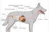 Панкреатитис кај кучиња