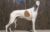 Greyhound