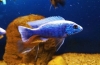 Хаплохромис џексон (sciaenochromis fryeri)