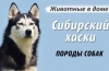 Хаски: карактеристики на расата, опис на карактеристиките на содржината