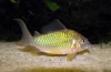 Броши од смарагд (corydoras splendens)