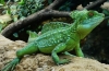 Гуштер трча на вода - шлем од базилиск (basiliscus plumifrons)