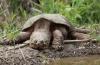 Желка што крцка (chelydra serpentina)