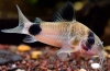 Коридор панда (corydoras panda)