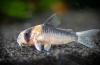 Коридори (corydoras) популарни видови