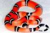 Кралска змија (lampropeltis)