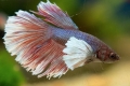 Аквариумска риба петел (betta splendens)