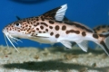 Аквариумска риба со сом synodontis