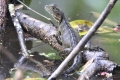 Австралиска водена агама (physignathus lesueurii)