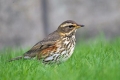 Белобровик (лат. Turdus iliacus)