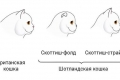 Болести и вакцини на мачки од шкотски фолд
