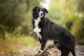 Border collie: најпаметните кучиња