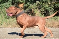 Dogue de bordeaux