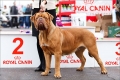 Dogue de bordeaux: карактеристики на расата