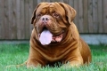 Dogue de bordeaux. Карактеристики на расата и почитување на стандардите