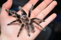 Brachypelma albopilosum: одржување на brachipelma spider albopilosum