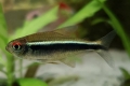 Црн неон (hyphessobrycon herbertaxelrodi)