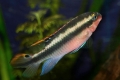 Циклиди од папагали (pelvicachromis pulcher)