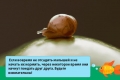 Џиновски полжав achatina fulica