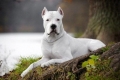 Dogo argentino: карактеристики на расата