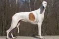 Greyhound