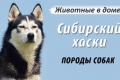 Хаски: карактеристики на расата, опис на карактеристиките на содржината