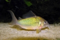 Броши од смарагд (corydoras splendens)