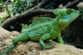 Гуштер трча на вода - шлем од базилиск (basiliscus plumifrons)