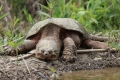 Желка што крцка (chelydra serpentina)