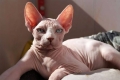 Канадски sphynx: карактеристики на грижа и одржување