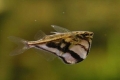 Мермер карнегиела (carnegiella strigata)