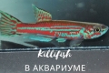 Killifish во аквариум