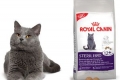 Осврти на royal canin за мачки