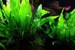 10 Видови на cryptocoryne wendt