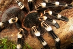 Acanthoscurria geniculata: содржината на пајакот, опасноста од неговото каснување