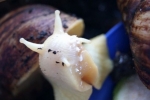 Achatina reticulata: грижа за црноглав полжав